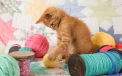 Kitty Plays Ball Jigsaw Puzzle